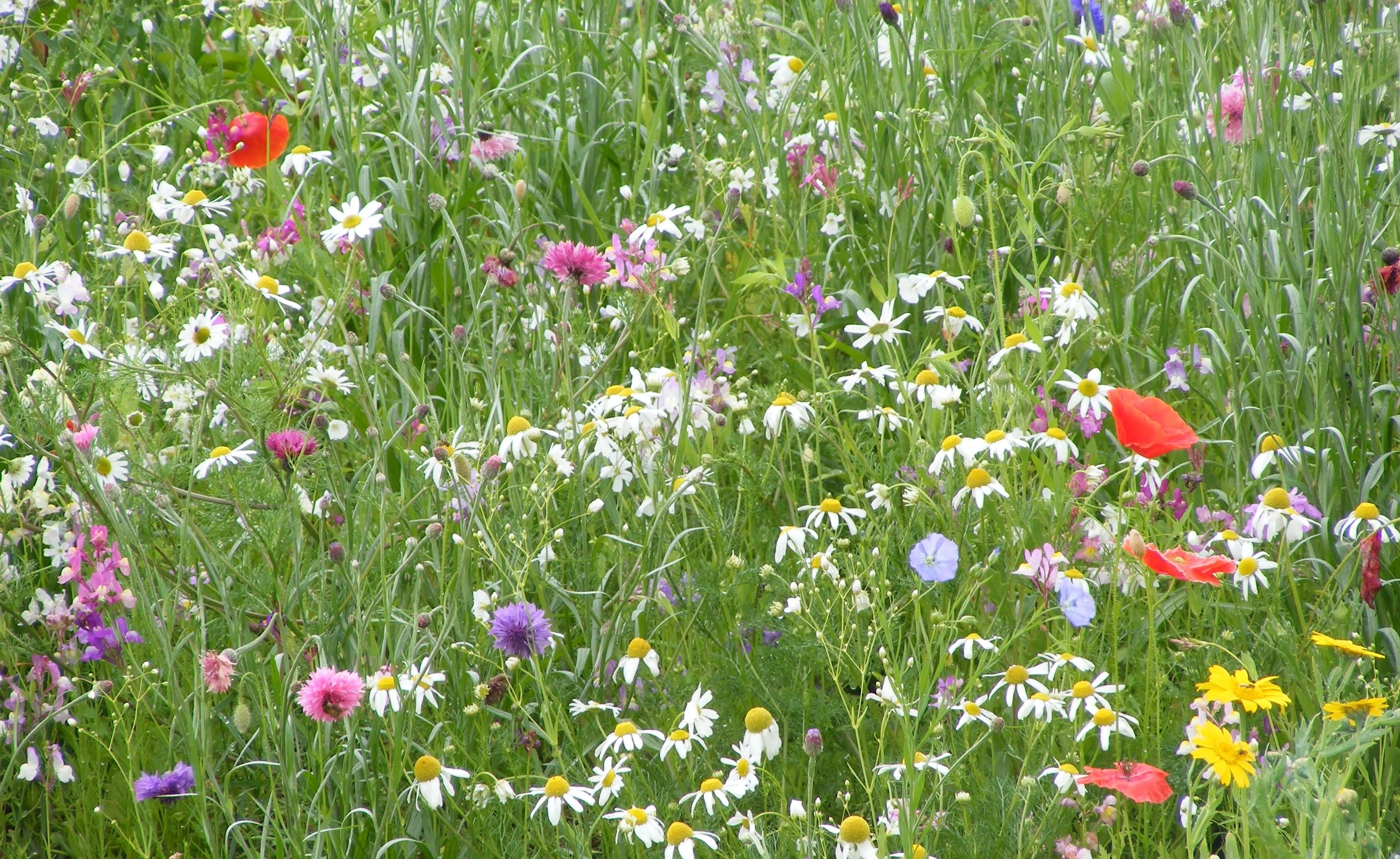 0030721887327-wildflowers-1-17074830578235.jpeg