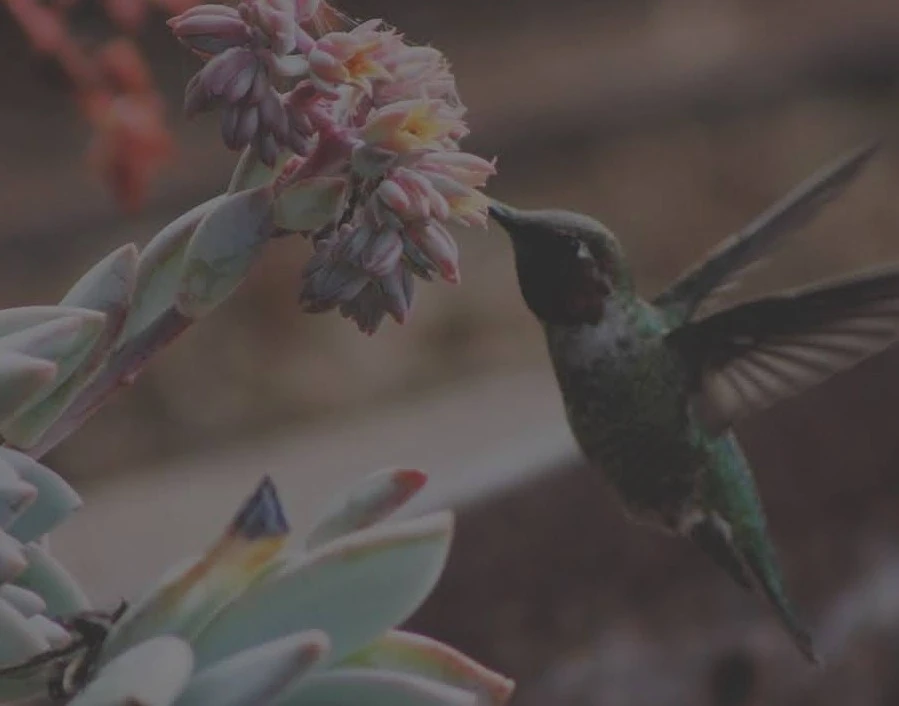 250139899706485-hummingbird-dark-17109535050905.jpeg