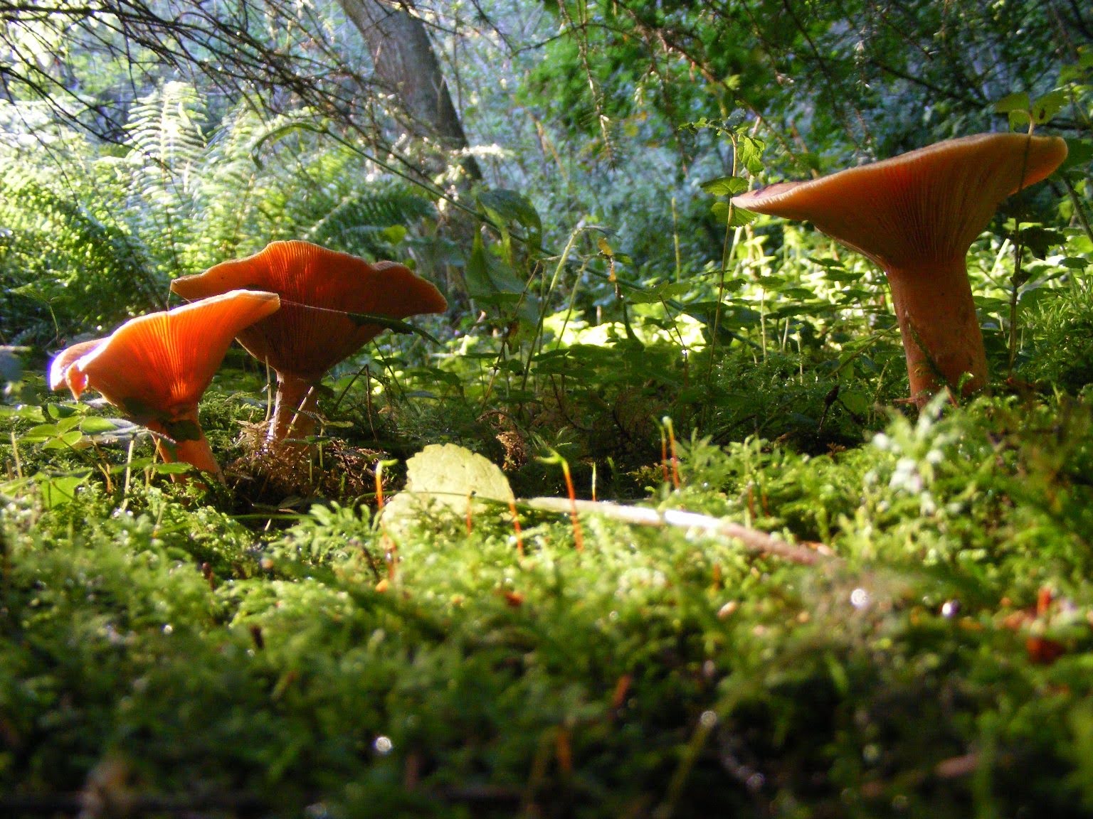 292-r261-fairy-toadstools-17074830556147.jpeg